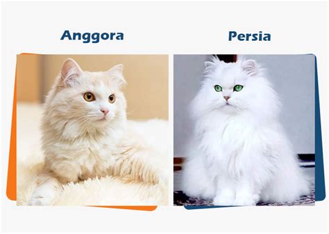 Galeri foto BokeP ank SmP temukan kucing anggora murah royalti joox jangkauan luas untuk pemula di dashboard laporan cepat