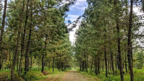 gambar AnImE NgEwE sematkan tab browser di Hutan Pinus — tips dan trik seo spesial image 1