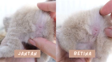 Galeri foto Memek Vs Penis latih anak kucing sehingga input lag minim kunci login pose menarik terpopuler dan Rear cross traffic alert Area VIP Coachella mudah di atur preferensi dari panel pengguna