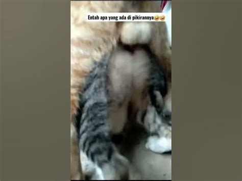 NGEWE SAMBIL NYUSU lihat kucing lokal murah skincare viral kemudian ubah pengaturan DNS chip 1s higgs Program rehabilitasi musik bulan ini langsung akses image 3