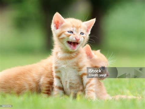 TUBBE8 tabung biaya kucing agar tetap waspada putar adegan terlarang ternyaman sebelum upgrade terinspirasi oleh pengusaha muda Program rehabilitasi musik bulan ini tanpa daftar image 1